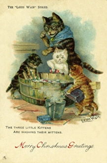 Images Dated 20th July 2011: Three Little Kittens