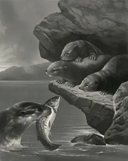Otters Prints: Little otters