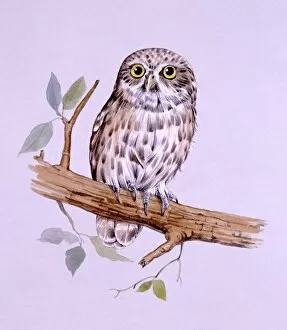 Birds Collection: Little Owl perched on a branch