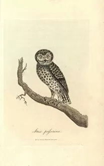 Little owl, Strix passerina, Athene noctua