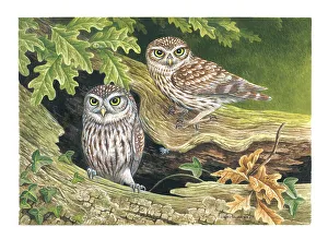 Owls Prints: Little Owls