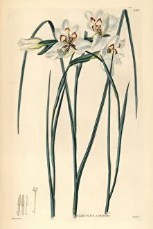 Weddell Collection: Little painted lady, Gladiolus debilis