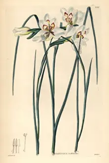Little painted lady, Gladiolus debilis