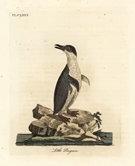 Little penguin or white-flippered penguin