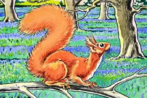 Images Dated 23rd October 2006: Little Red Squirrel