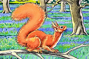 Images Dated 23rd October 2006: Little Red Squirrel