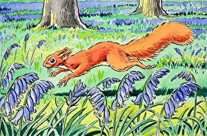 Images Dated 23rd October 2006: Little Red Squirrel