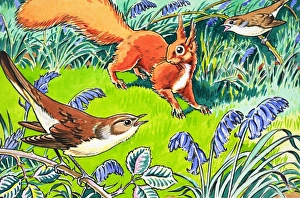 Images Dated 23rd October 2006: Little Red Squirrel