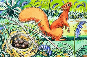 Images Dated 23rd October 2006: Little Red Squirrel