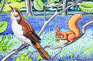 Images Dated 23rd October 2006: Little Red Squirrel
