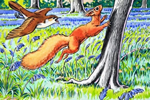 Images Dated 23rd October 2006: Little Red Squirrel