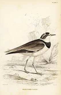 Plover Prints: Little ringed plover, Charadrius dubius curonicus