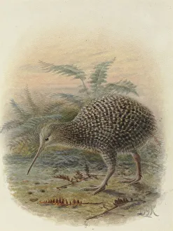 Apteryx Gallery: Little Spotted Kiwi or Kiwi Pukupuku