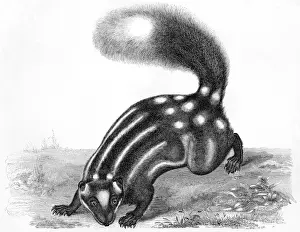 Skunk Prints: Little Striped Skunk