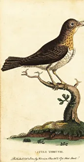 Little thrush, Turdus minor