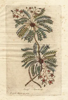 Nepal Prints: Little tree plant or Mukkootti, Biophytum sensitivum