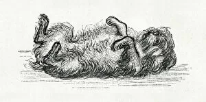 Alcott Gallery: Little Women - Mop the dog lying on his back
