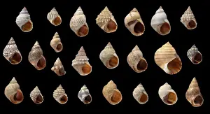 Winkle Prints: Littorina sp. periwinkle
