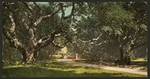 Oaks Prints: Live oaks at Berkely College