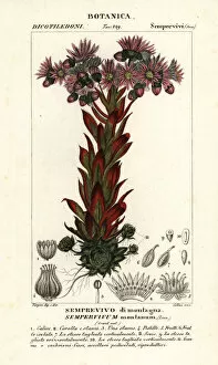 Grande Collection: Liveforever or houseleek, Sempervivum montanum