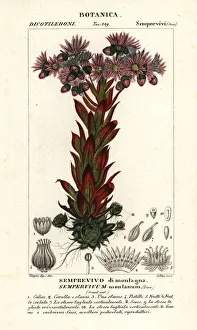 Feuilles Prints: Liveforever or houseleek, Sempervivum montanum