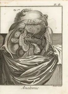 Anatomical Collection: Liver, duodenum, pancreas, and other organs