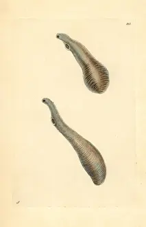 Thenaturalistsmiscellany Prints: Liver fluke, Fasciola ventricosa