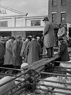 Selling Prints: Livestock auction, Romford Market, Essex