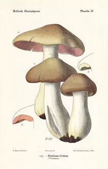 Mushrooms Gallery: Livid entoloma or livid agaric, Entoloma sinuatum