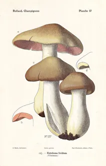 Fungus Collection: Livid entoloma or livid agaric, Entoloma sinuatum