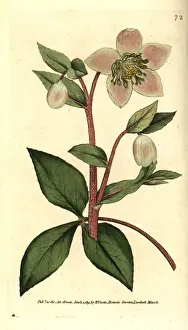 Sydenham Prints: Livid or purple hellebore, Helleborus lividus