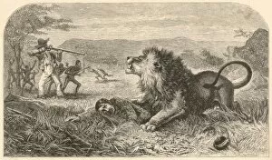 Livingstone and Lion