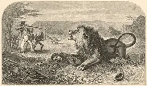 Pinned Prints: Livingstone and Lion