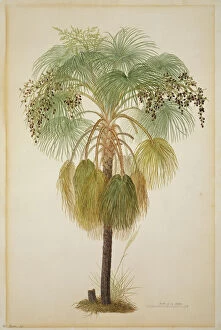 Commelinid Collection: Livistona humilis, sand palm