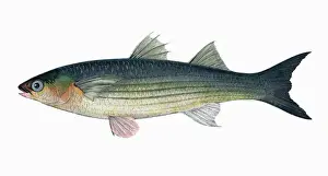 Auratus Prints: Liza aurata, or Long-Finned Grey or Golden Mullet