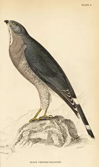 Naturalists Collection: Lizard buzzard, Kaupifalco monogrammicus