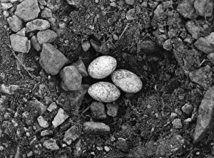 Lizards Prints: Lizard Eggs