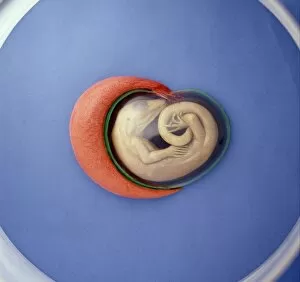 Embryo Gallery: Lizard embryo