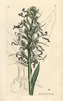 Lizard orchid, Himantoglossum hircinum
