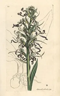 Satyrium Prints: Lizard orchid, Himantoglossum hircinum