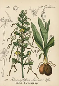 Orchid Prints: Lizard orchid, Himantoglossum hircunum