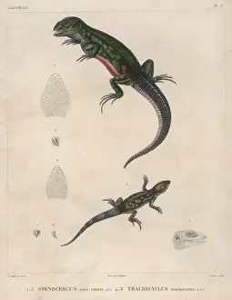 Bellied Prints: Two Lizard Species