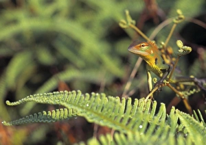 Lepidosaur Gallery: Lizard, Sri Lanka