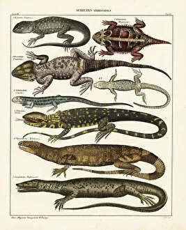 Beaded Collection: Lizard varieties