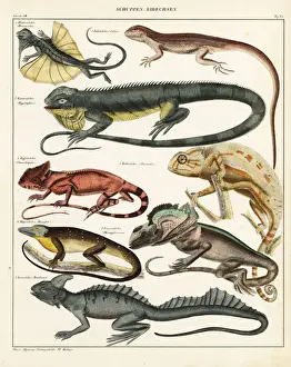Lizard varieties