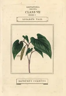 Lizards Prints: Lizards tail, Saururus cernuus