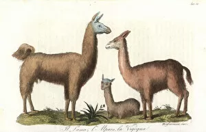 Andes Gallery: Llama, alpaca, and vicuna