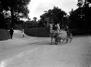 Llama Prints: Llama Carriage