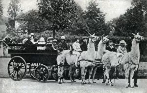 Llama Carriage at London Zoological Gardens