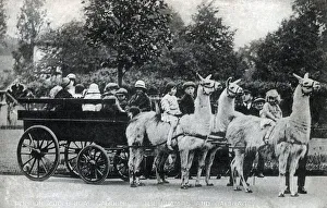 Images Dated 18th March 2021: Llama Carriage at London Zoological Gardens